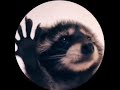 Pedro The Raccoon 🦝 Pedro (Jaxomy & Agatino Romero Tik Tok Remix)