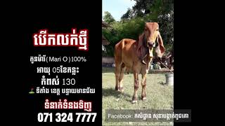 បើកលក់ថ្មី $7500 កូនម៉ារីអូ កំពស់ 132 អាយុ 06ខែ ចង់បាន Tell: 071 324 7777 ⛳️ បន្ទាយមានជ័យ