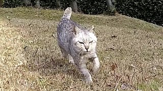 顔見たら突進してくる猫ミサイル猫ちゃん。