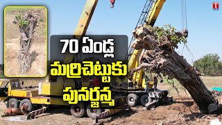 వందేండ్ల మ‌ర్రిచెట్టుకు పునర్జన్మ‌నిచ్చారు | MP Santhosh Kumar Arranged Transport With Help Of KTR