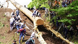 令和4年 御柱祭 下社里曳き 秋宮二 注連掛からの木落し 2022/05/14(土)