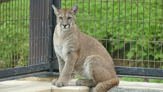 2019.10.14 Puma　ピューマ　Vega (2 years old , female) \u0026 Nina (8 months old , female)　やんちゃなニーナ　（猛獣館）