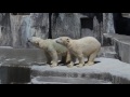 お昼前後のバフィンとモモ　　　浜松市動物園のホッキョクグマ