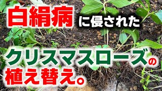 【お庭大改造計画】白絹病に侵されたクリスマスローズを移植します。イングリッシュロックガーデンに訪れた悲劇を乗り切れるか…