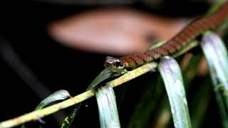 Dendrelaphis caudolineatus (Striped Bronzeback - වයිරි හාල්දණ්ඩා)