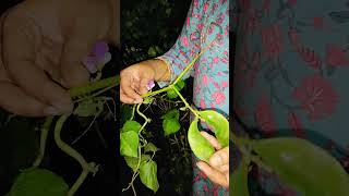 ❤️ Nature# కొత్తరకం చిక్కుడు కాయలు #అమ్మ మిద్దె తోటలో # Organic forming # Pls Subscibe for more VDOs