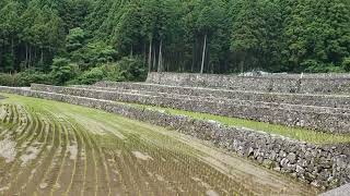 千々石の岳地区の棚田は、もう田植えしてあったよ～🌱