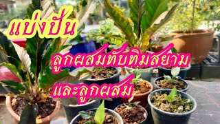 ได้เวลาแบ่งปันลูกผสมทับทิมสยามแล้วจ้า นุช0644787995 ID:nut240825