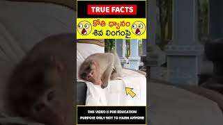 Monkey on shiva temple #factsintelugu 😲కోతి ధ్యానం😲 #amazingfacts #truefacts #shorts