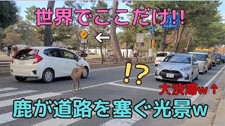 【奈良公園】世界でここだけの光景!!鹿が道路を塞ぐ光景に外国人観光客驚き