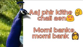 Morni Banke (Guru Randhawa) | New WhatsApp status video | Aaj phir kithe chali aen Morni banke ... |