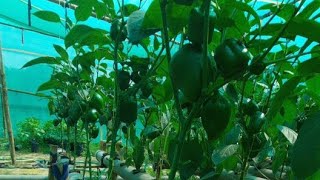 Hydroponic Farming Live Video Capsicum