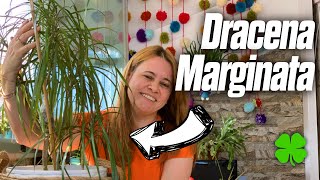 Dracena Marginata Bakımı Nasıl Yapılır? | Yaprak Sararması, Sulanması, Çoğaltılm