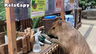 幸せしかない場所　カピバラ劇場　This is a place where there is only happiness, Capybara Theater