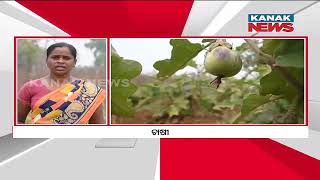 Bazaar Halchaal: Significant Preference For Organic Farming | Success Of Sundargarh Farmers