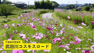 武田川コスモスロード　2024年10月15日　コスモスの咲く秋の「うまくたの路」　湧水「いっせんぼく」JR久留里線 馬来田駅（千葉県木更津市）