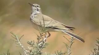 Hoopoe Lark - Alaemon alaudipes