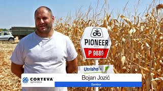 Primena biostimulatora UTRISHA u KUKURUZU, donela 700kg/ha veci prinos