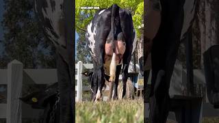 #high 🥇#milking #cows🏅 #hf #class🎖️ #breed #cow #shortvideo #shortviral #youtubeshort #youtubevideo