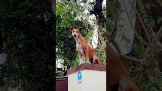 അവന്റെ ഒരു നോട്ടം | #shorts #dog #doglover #pets