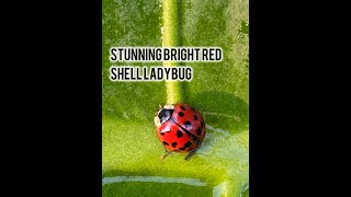 Stunning Bright Red Shell Ladybug