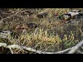 mallard ducks feeding sounds