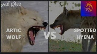 ARTIC WOLF VS SPOTTED HYENA | ஆர்டிக் ஓநாய் VS கழுதைபுலி | TAMIL | ANIMAL SCIENTIST