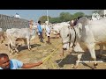 దేవరకద్ర సంతలో రెండు పళ్ళ కోడెల రేటు 2teeth bulls prices in devarakadra oxen ‎@purnafarms 