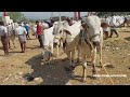 దేవరకద్ర సంతలో రెండు పళ్ళ కోడెల రేటు 2teeth bulls prices in devarakadra oxen ‎@purnafarms 