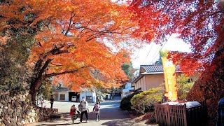 唐沢山 (唐澤山神社・唐澤山城跡) の紅葉 ~全国山城サミットが催された古城跡で最高の紅葉狩り~ 2021年12月5日 : 栃木県佐野市富士町 : 4K