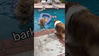 @sheltiechloe  and Oatmeal had their first Pool Time together! #Swimmingdog #SummerVibes #Shorts