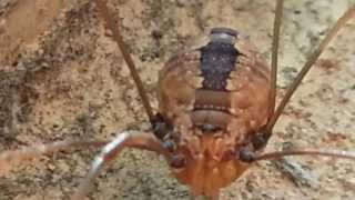 Two Different Daddy Longlegs Harvestmen Opiliones Spiders Closeup Views