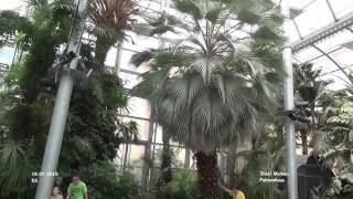 Palmenhaus - Insel Mainau