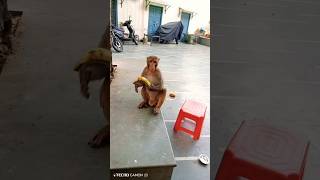 वानर साम्राज्य के एक व्यक्ति को भोजन करते हुए देख कैसा लगा आपको #shortvideo #mahadevststus #monkey 🐒