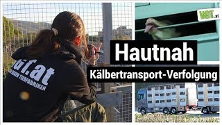 Hautnah: Tierschützer:innen verfolgen Kälbertransport