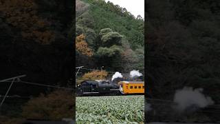 【大井川鉄道】SL急行「かわね路号」C10-8バックで福用茶畑通過！[Steam locomotive] Oigawa railway clasC10 passing Fukuyo tea field