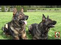 Kraftwerk K9 German Shepherds- Smart, Spectacular & Strong