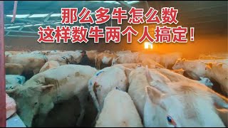 第二季（292）靠养牛年入百万？有一大群牛却不知道准确数，这个方式轻松点完！