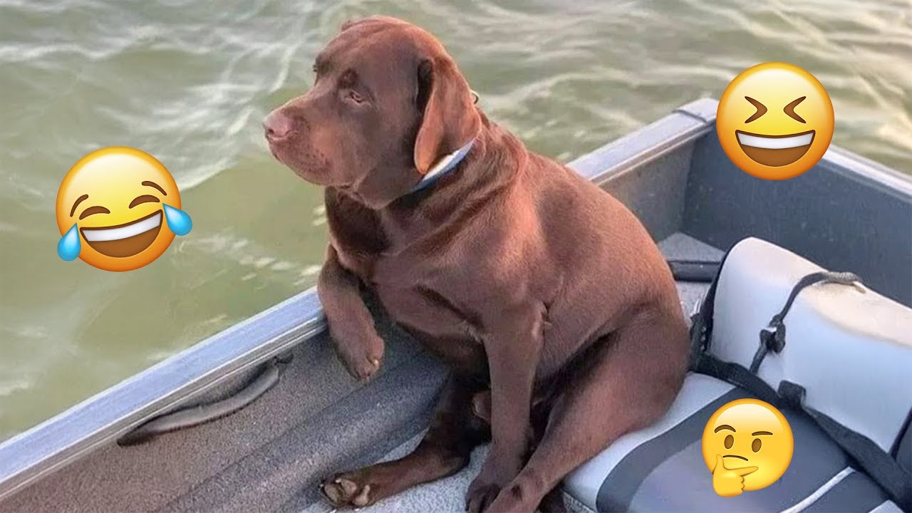 I Dare You Not To Laugh At These Funny Dogs ёяшбёяжо Best Funny Animals