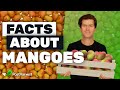 Facts About Mangoes