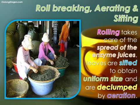 Uncovering the Journey of a Black Tea - from Raw Leaf to a Tea Cup Uncovering the Journey of a Black Tea - from Raw Leaf to a Tea Cup