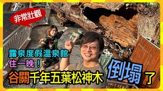 【旅遊日札】EP07-谷關千年五葉松神木倒塌了｜露泉度假溫泉館住一晚