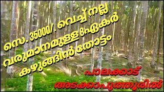 സെ. 35000/. വെച്ച് നല്ല വരുമാനമുള്ള 8ഏകർ കഴുങ്ങിൻ തോട്ടം വില്പനക്ക്.