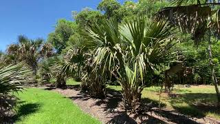 BEST Hardy Sabal Palm Tree Collection in the World