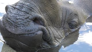 ナラヤニの潜水　Narajani loves to stay underwater インドサイ　多摩動物公園