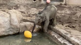 20241226:今日の円山動物園