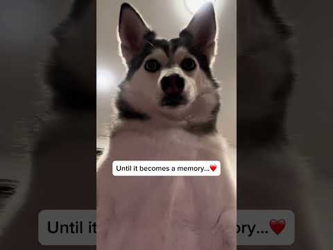 Are Pomskies worth it?
