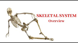 Skeletal System Overview | Recorded Lecture Video for Medical students