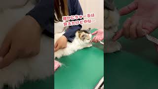 ほんでこのちゅーる…意外と美味いな【おしゃべりする猫】 #Shorts 【猫アテレコ】