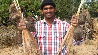 OLDEST STREET FOOD IN INDIA | MY VILLAGE FOOD GENGUL | PALM SPROUTS | PANA KILANGU | TRADITIONAL